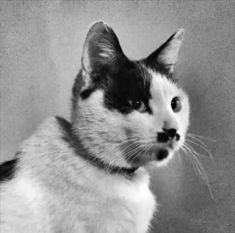 牛猫ちゃん Memorial